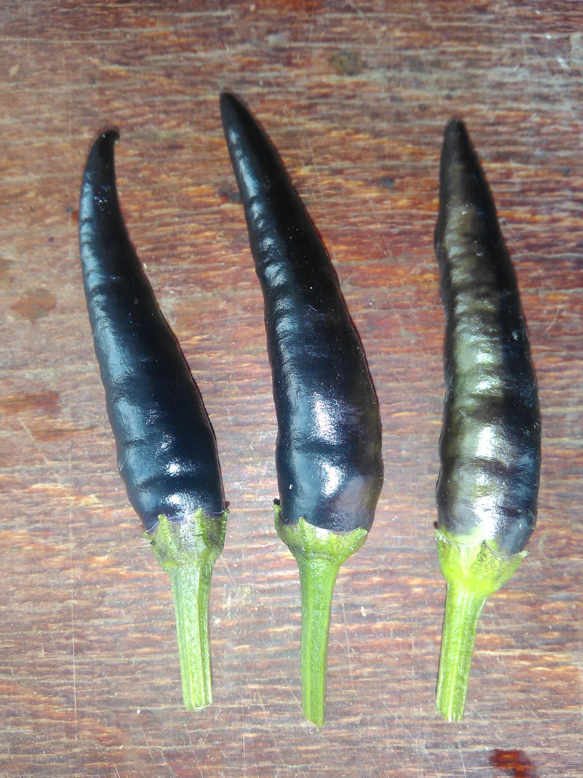 Chilli Cayenne Purple (semená) - Obrázok č. 1