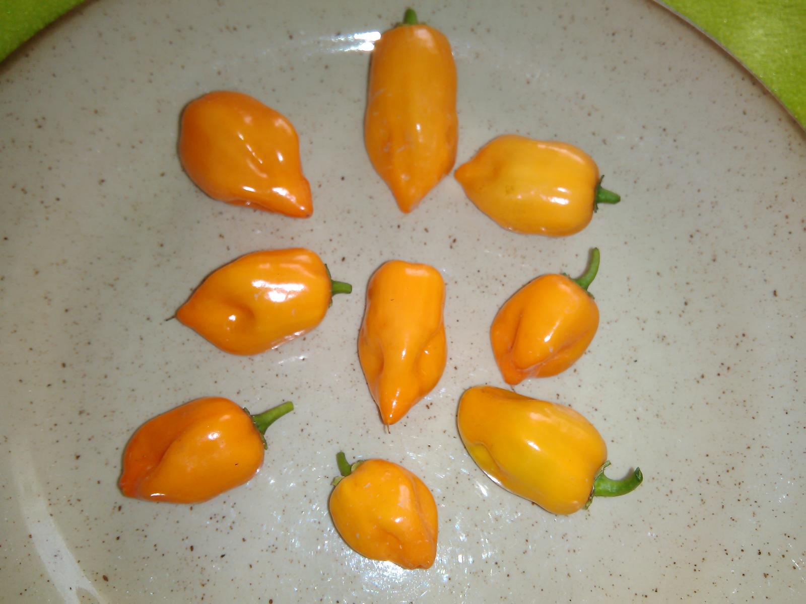 Chilli Habanero orange (semená) - Obrázok č. 1