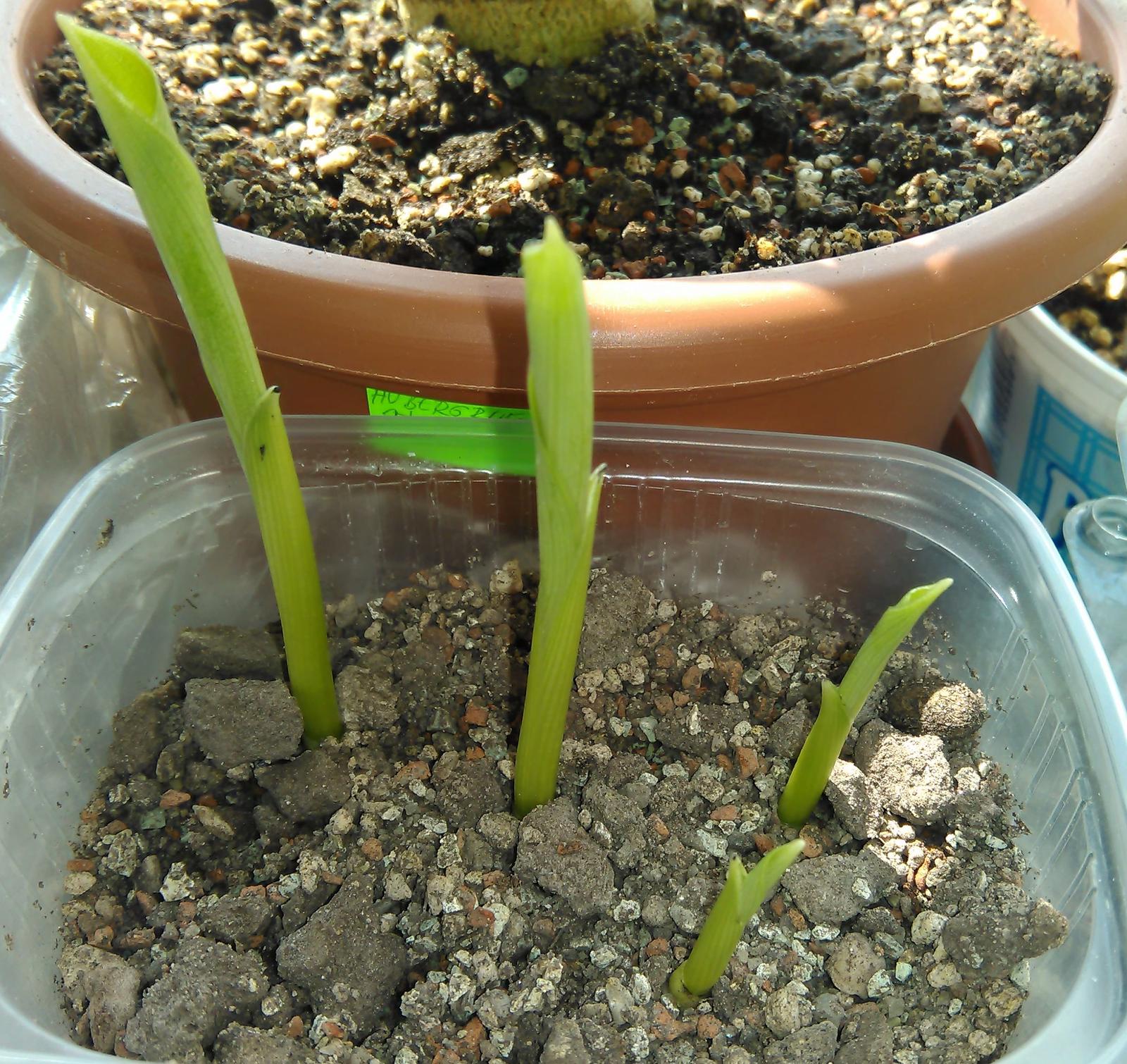 Banánovník Ensete ventricosum (semená) - Obrázok č. 2