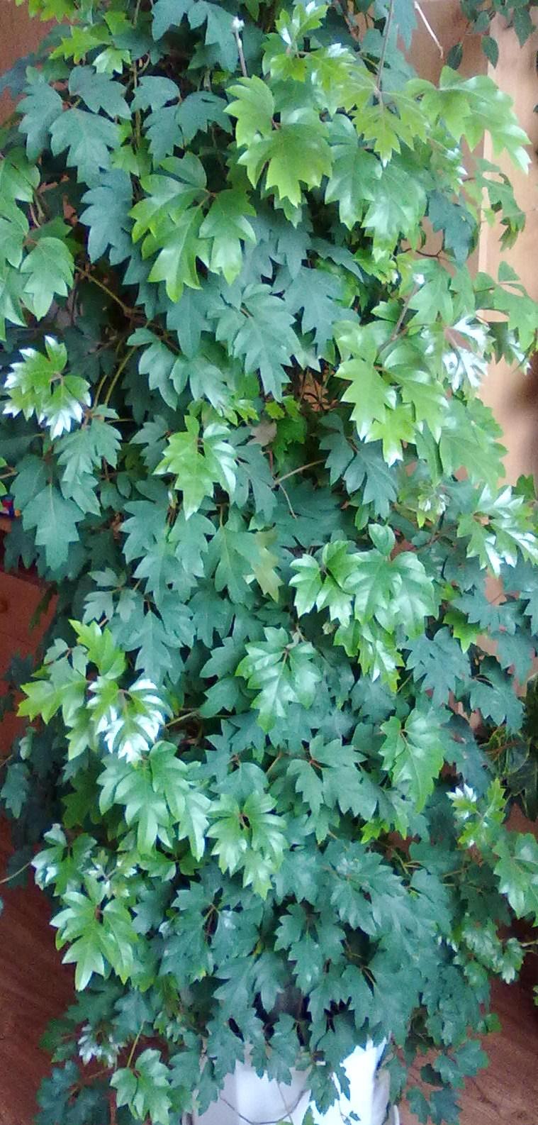 Cissus rhombifolia - Obrázok č. 1