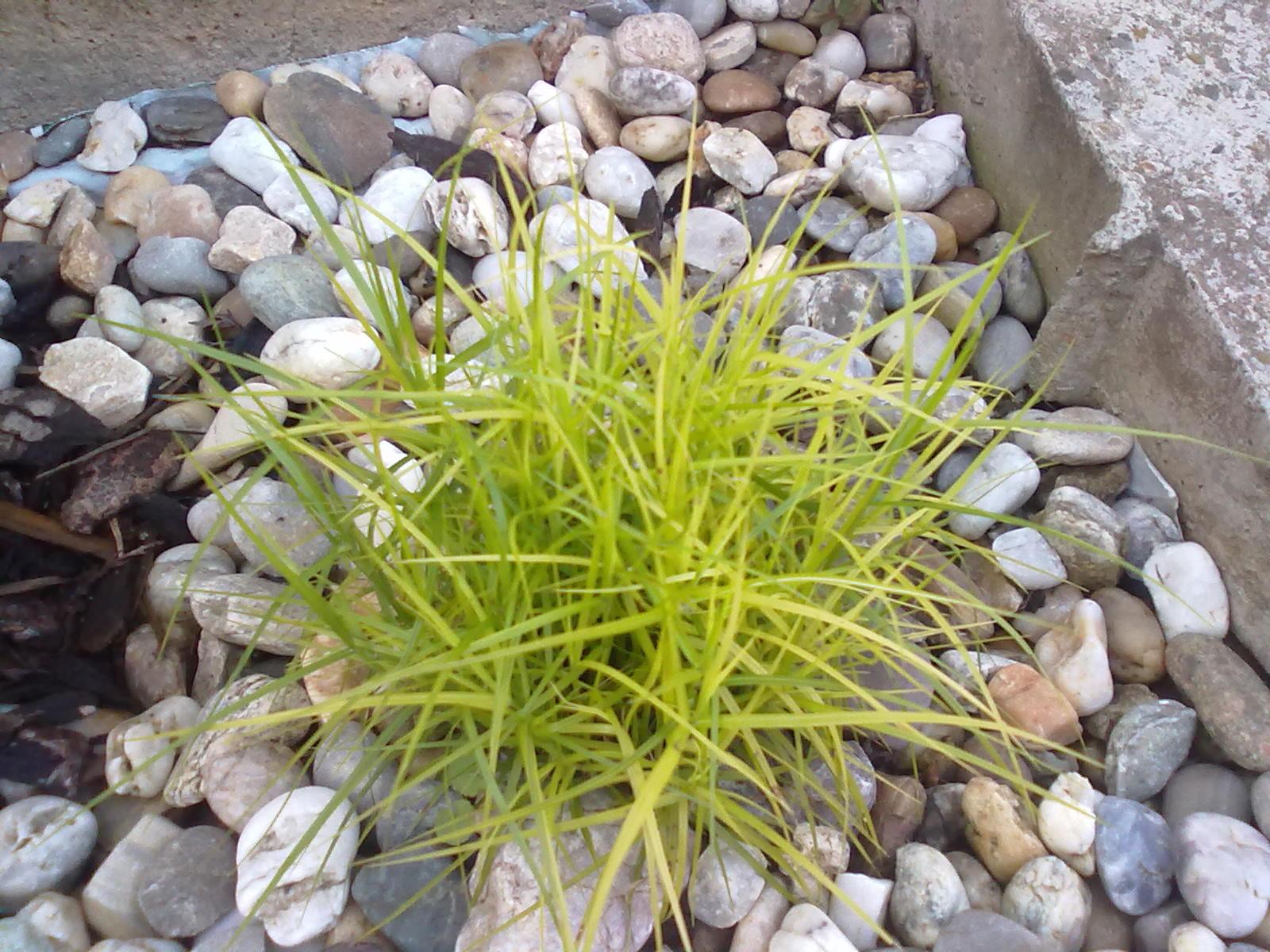 Carex Muskingumensis - Obrázok č. 1
