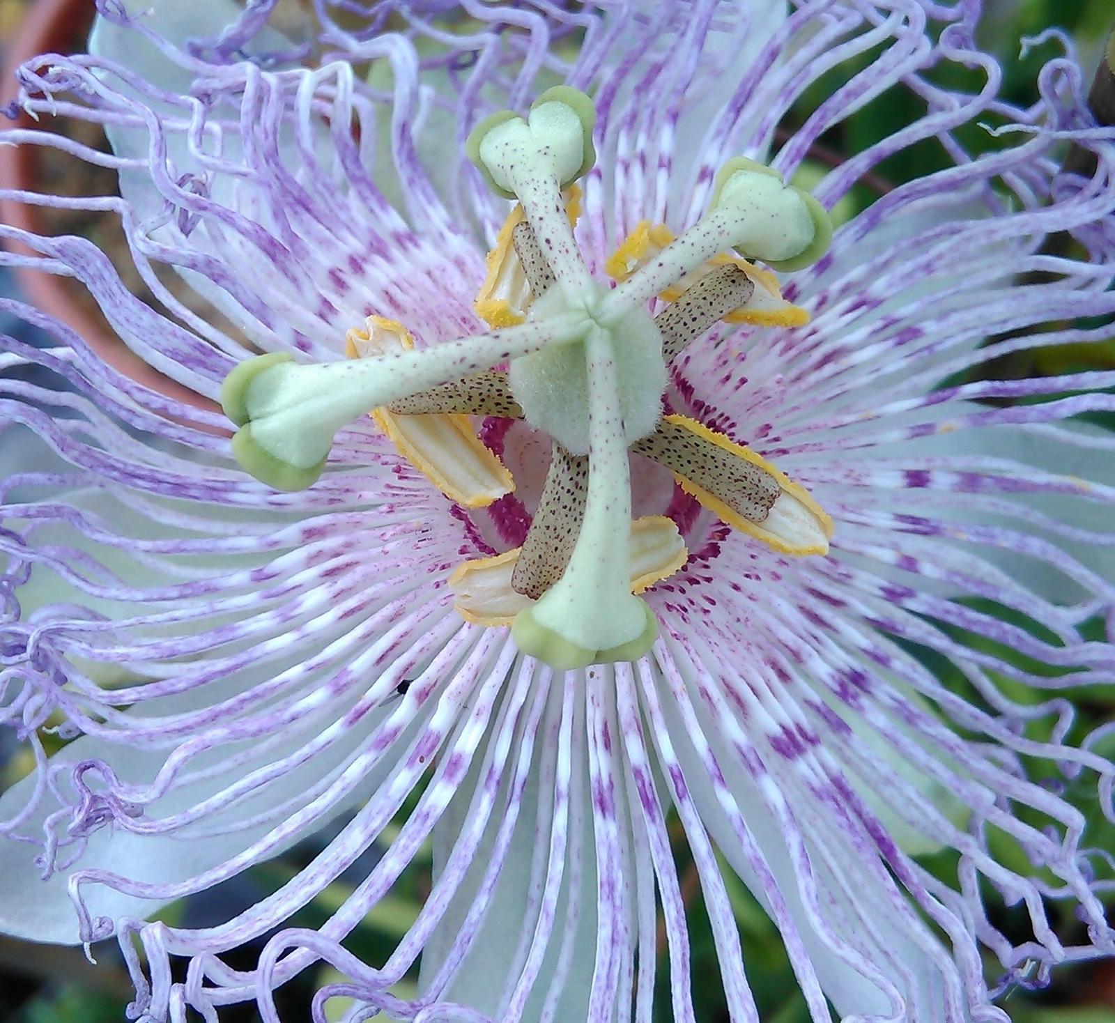 Passiflora incarnata - Obrázok č. 1