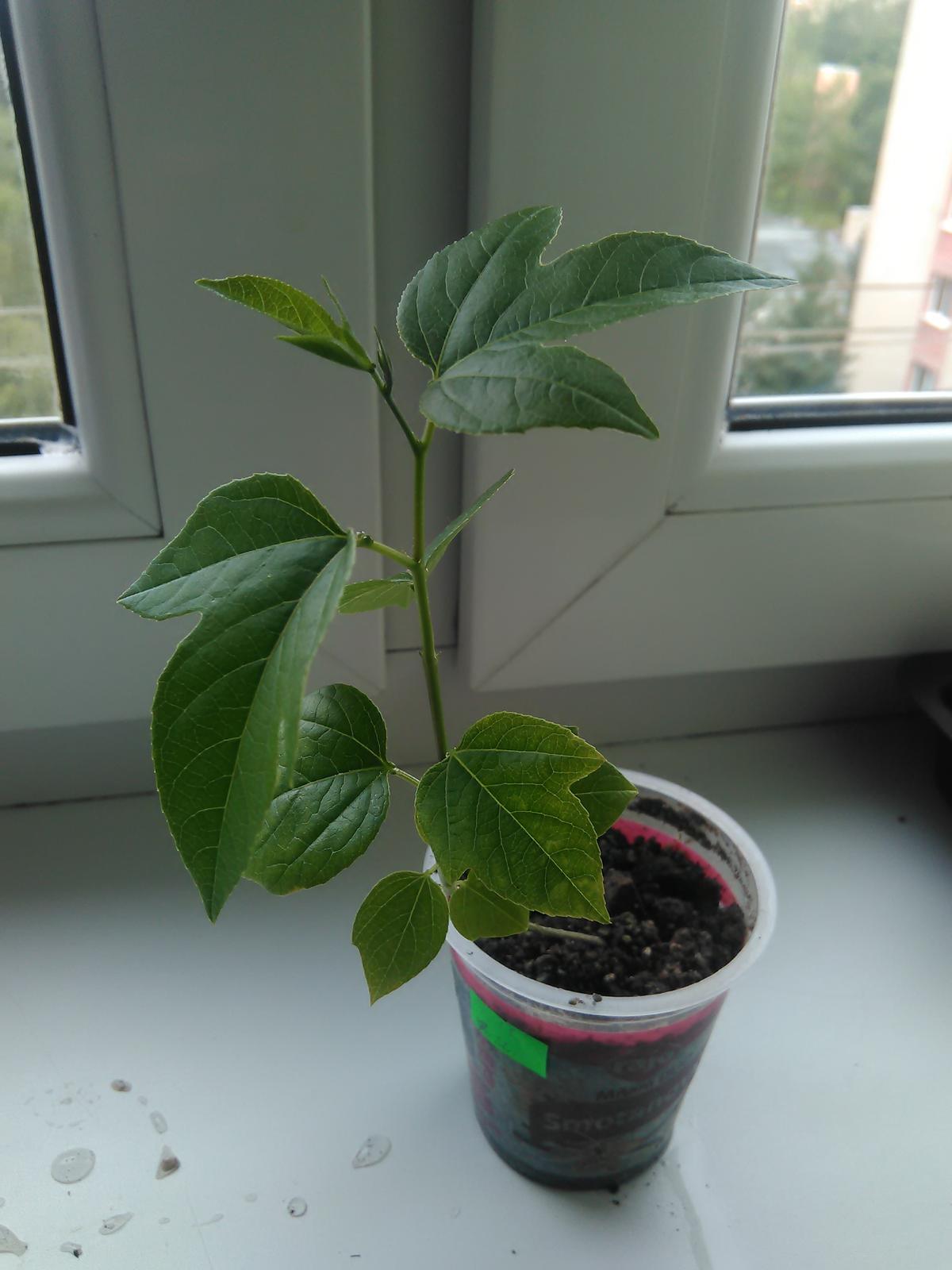 Passiflora incarnata - Obrázok č. 2