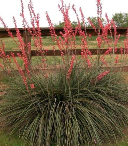 Red yucca - semená - Obrázok č. 1