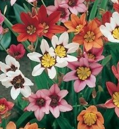 Cigánsky kvet - cibuľky - Obrázok č. 1
