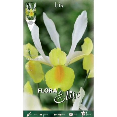 Holadnské irisy cibuľky - Obrázok č. 1