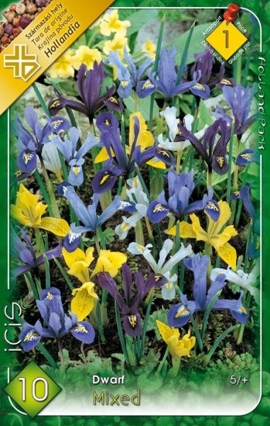 Iris - cibuľky - Obrázok č. 4