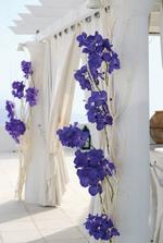vanda orchids