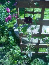 clematis na brane :-)