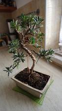 NOHOVEC - PODOCARPUS STROM BUDHISTOV