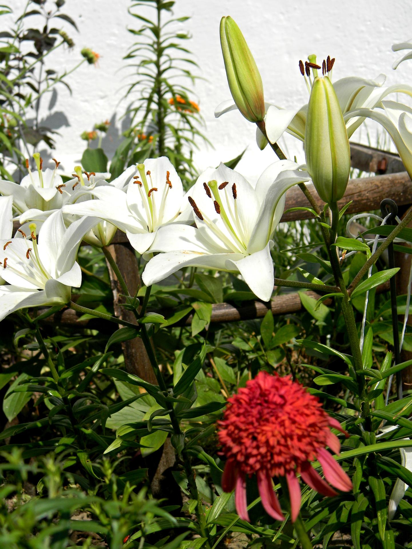 Květinková mánie - Lilie Canova, Echinacea