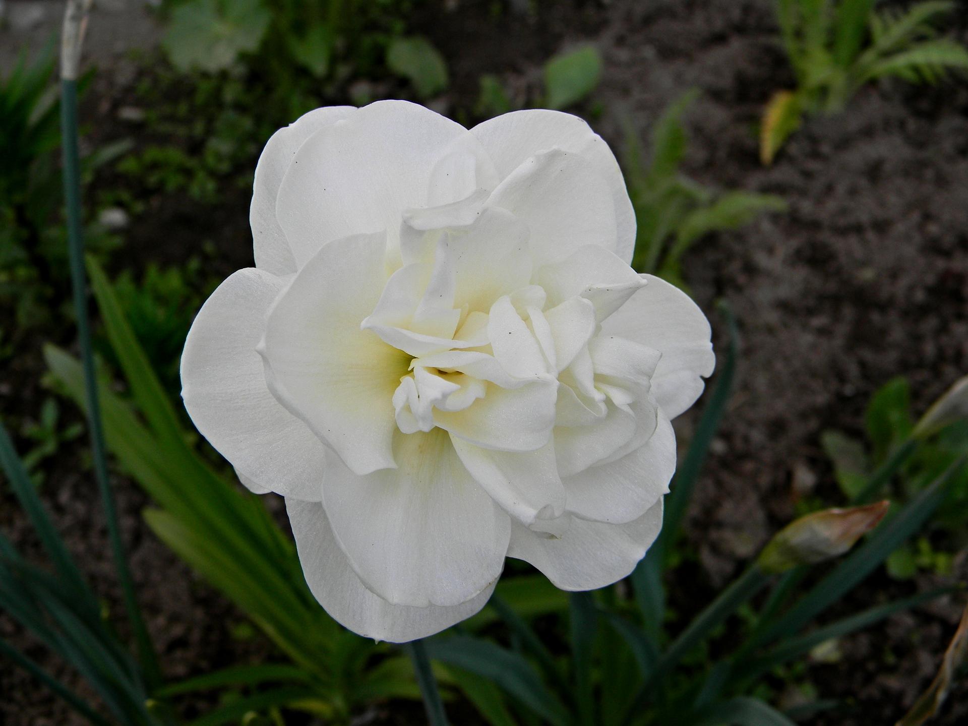 Květinková mánie - Překrásný narcis Gay Tabor