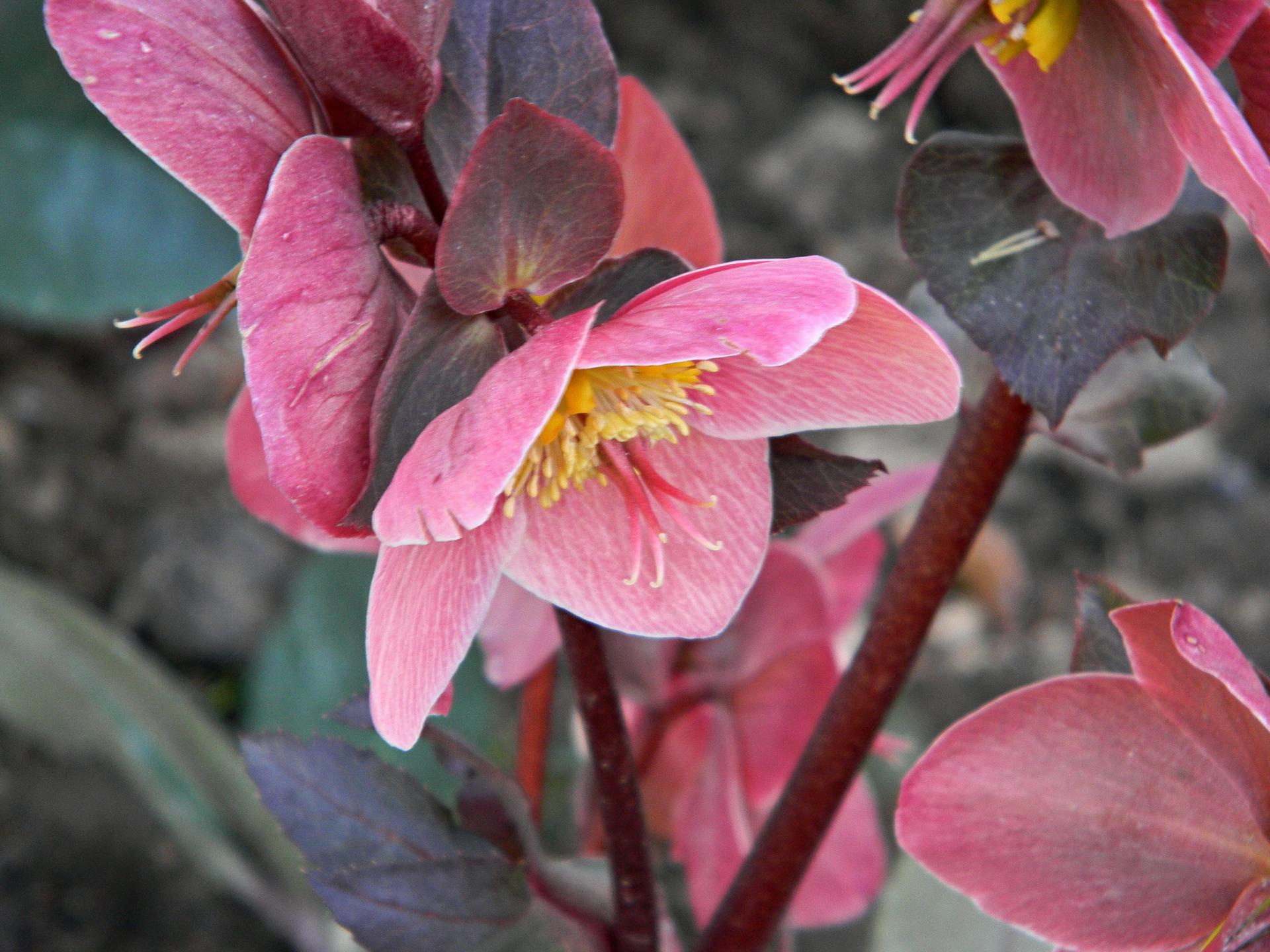 Květinková mánie - Čemeřice Pink Frost
