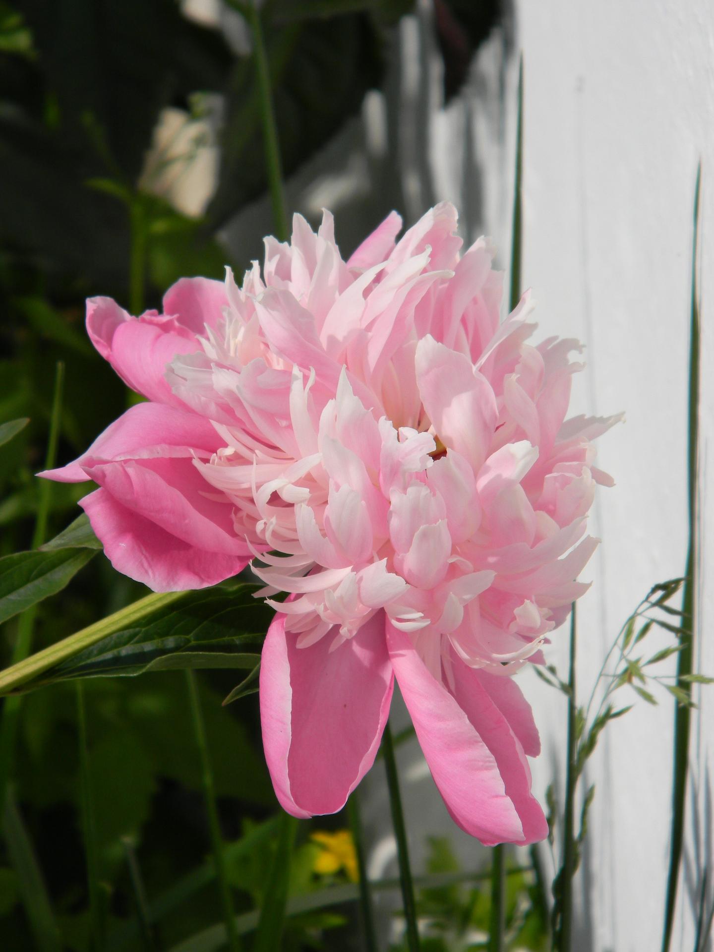 Květinková mánie - Obrázek č. 45