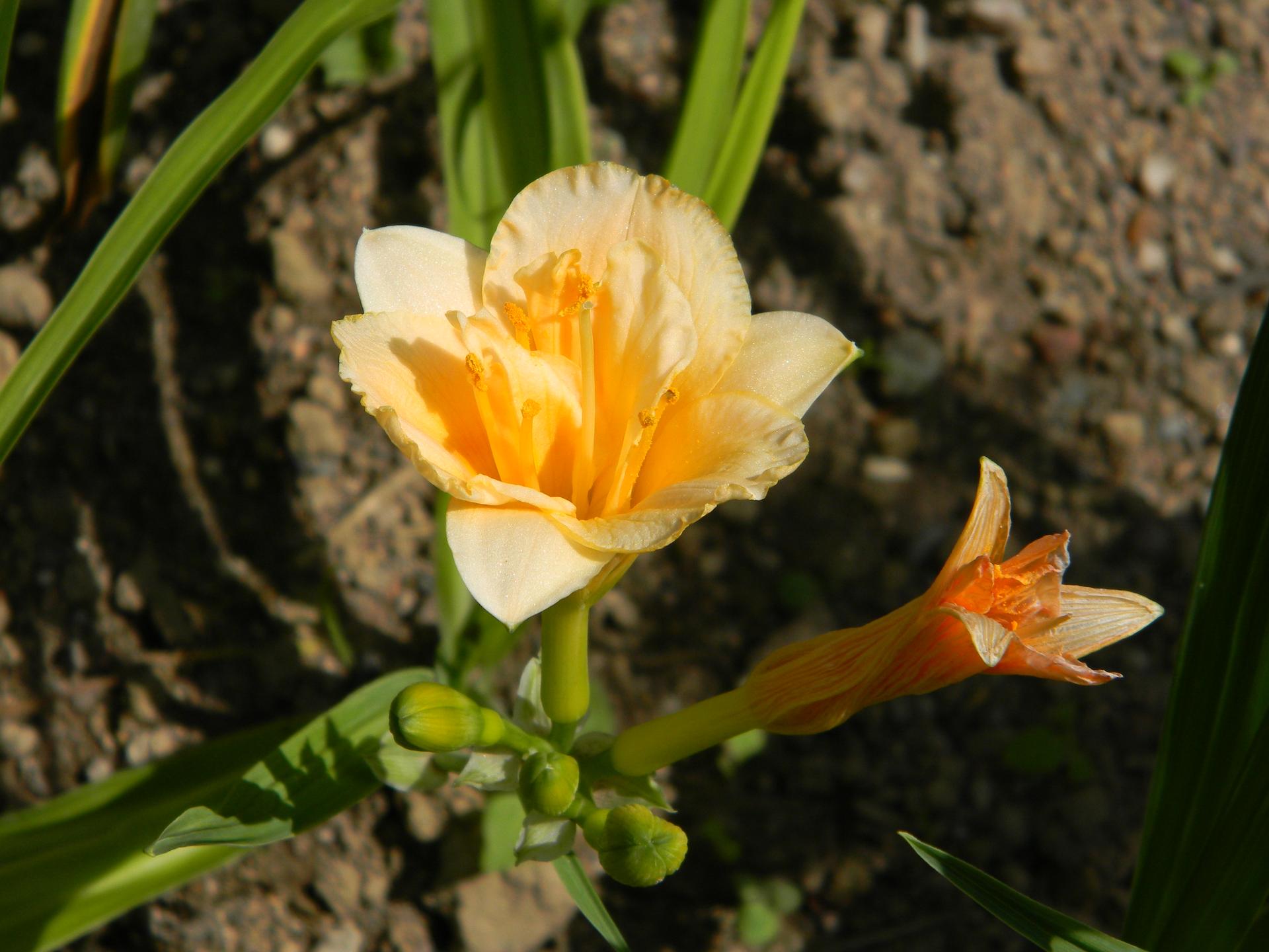 Květinková mánie - Obrázek č. 58