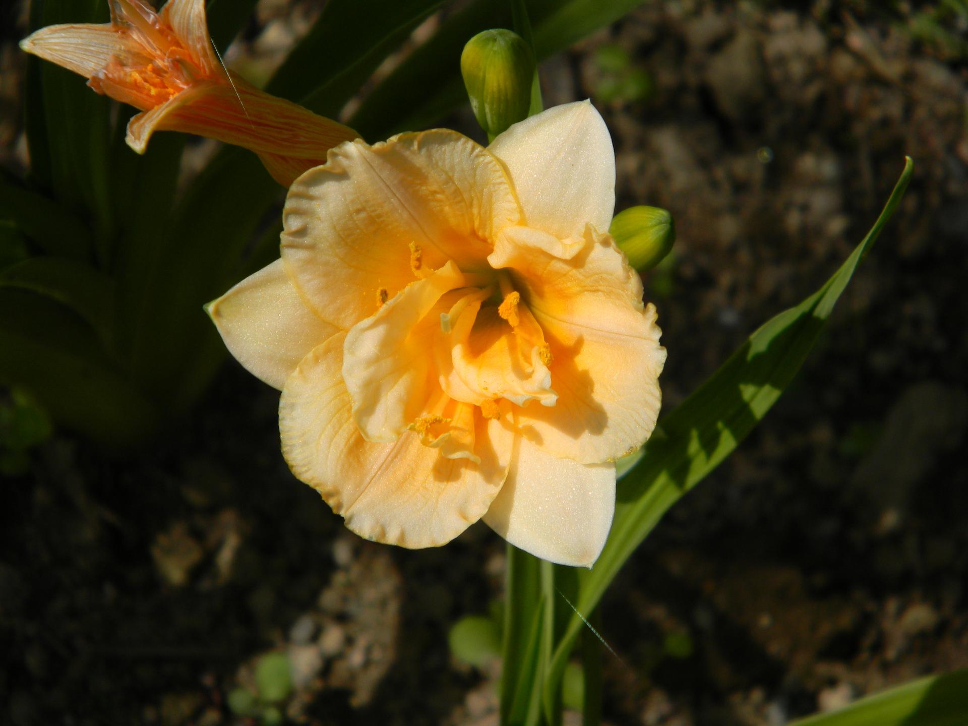 Květinková mánie - Obrázek č. 59