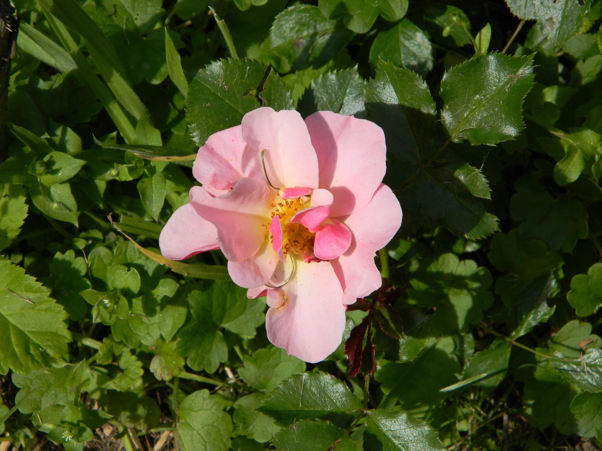 Květinková mánie - půdopokryvná růže Jazz
