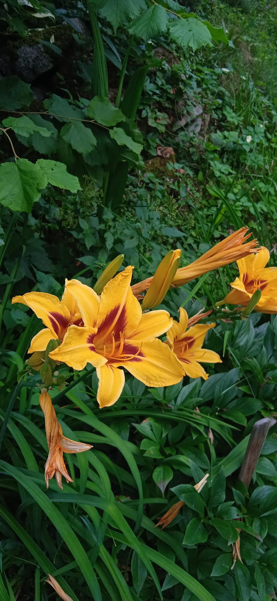 Květinková mánie - Klasická denivka Bonanza