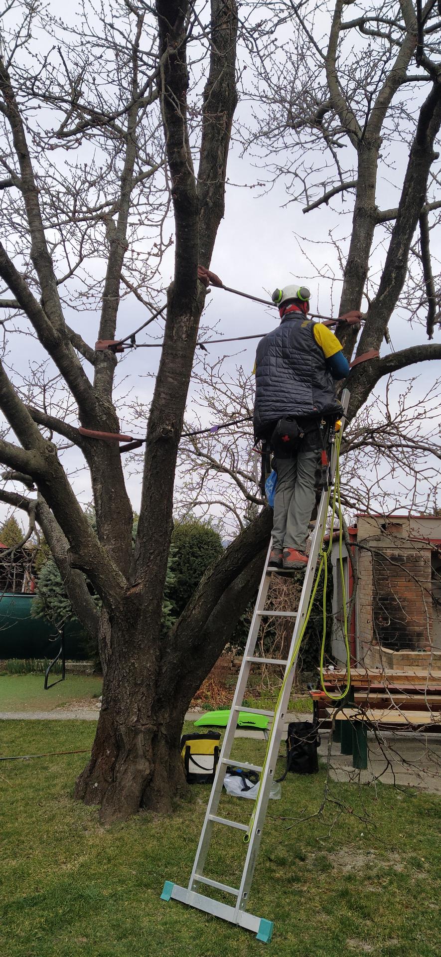 pistostav - Inštalácia dynamických bezpečnostných väzieb na stromy 🌳💯