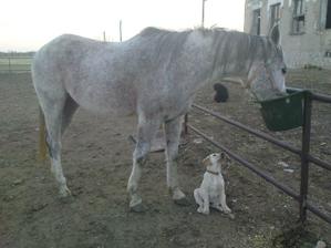 ... od svadobných príprav sa chodím odreagovať k mojim láskam :-D Sagal a Aicha - dostala som ju na narodeniny od miláčika (labrador)