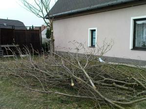 Kácíme strom 03/2011