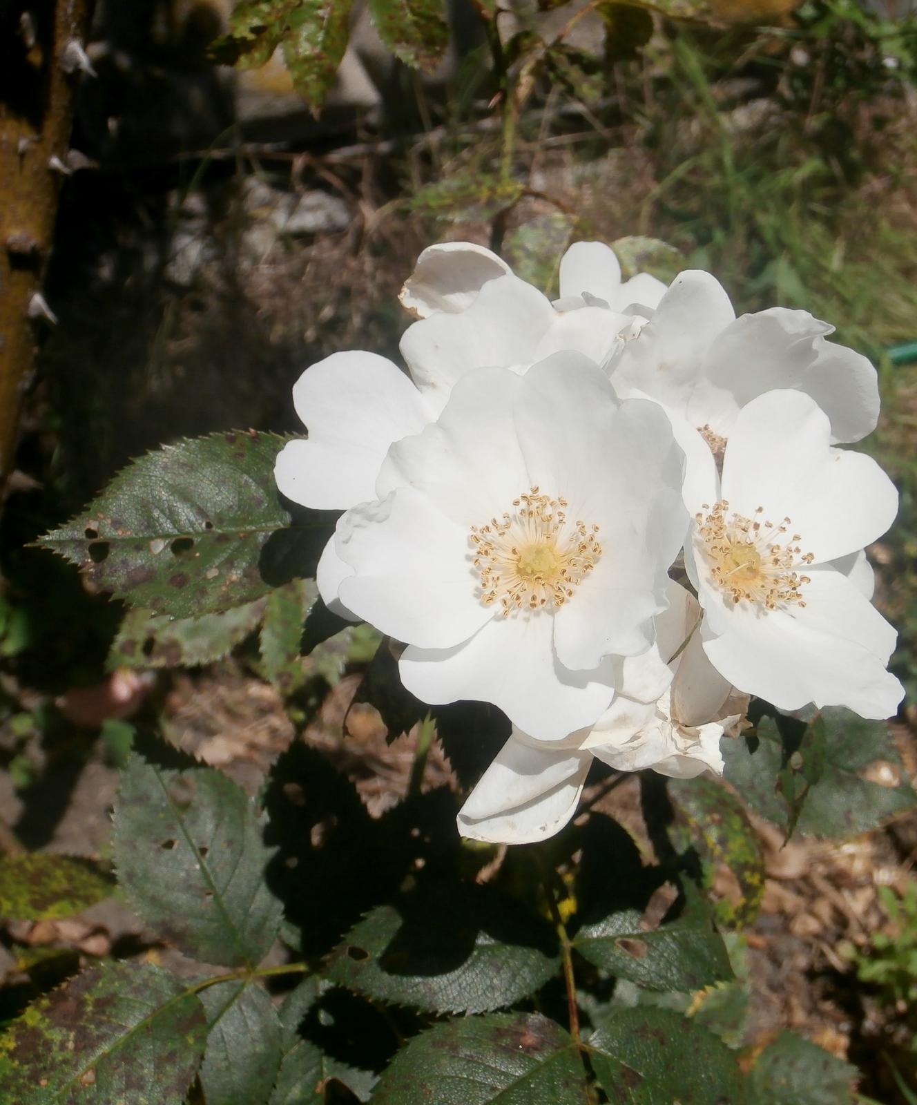 Naše venkovská zahrada - šípková růže