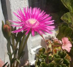kosmatec - Delosperma cooperi
