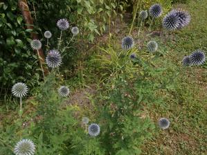 echinops