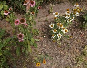 echinacea, bílá a žlutá rudbekie