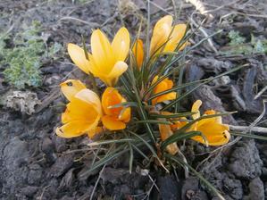 krokus