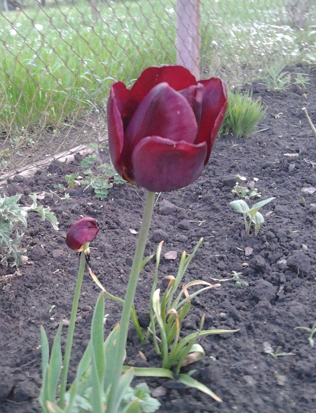 Naše venkovská zahrada - krvavý tulipán
