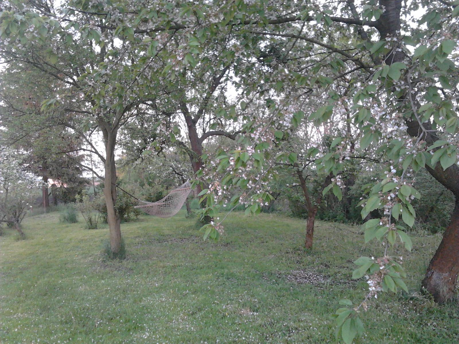 Naše venkovská zahrada - NAŠE OÁZA KLIDU  ... síť je mezi švestkou a hrušní, vedle jabloň, třešeň, vzadu hejno rybízů a ve vzduchu bzukot včel, vůně stromů a zpěv ptáků.