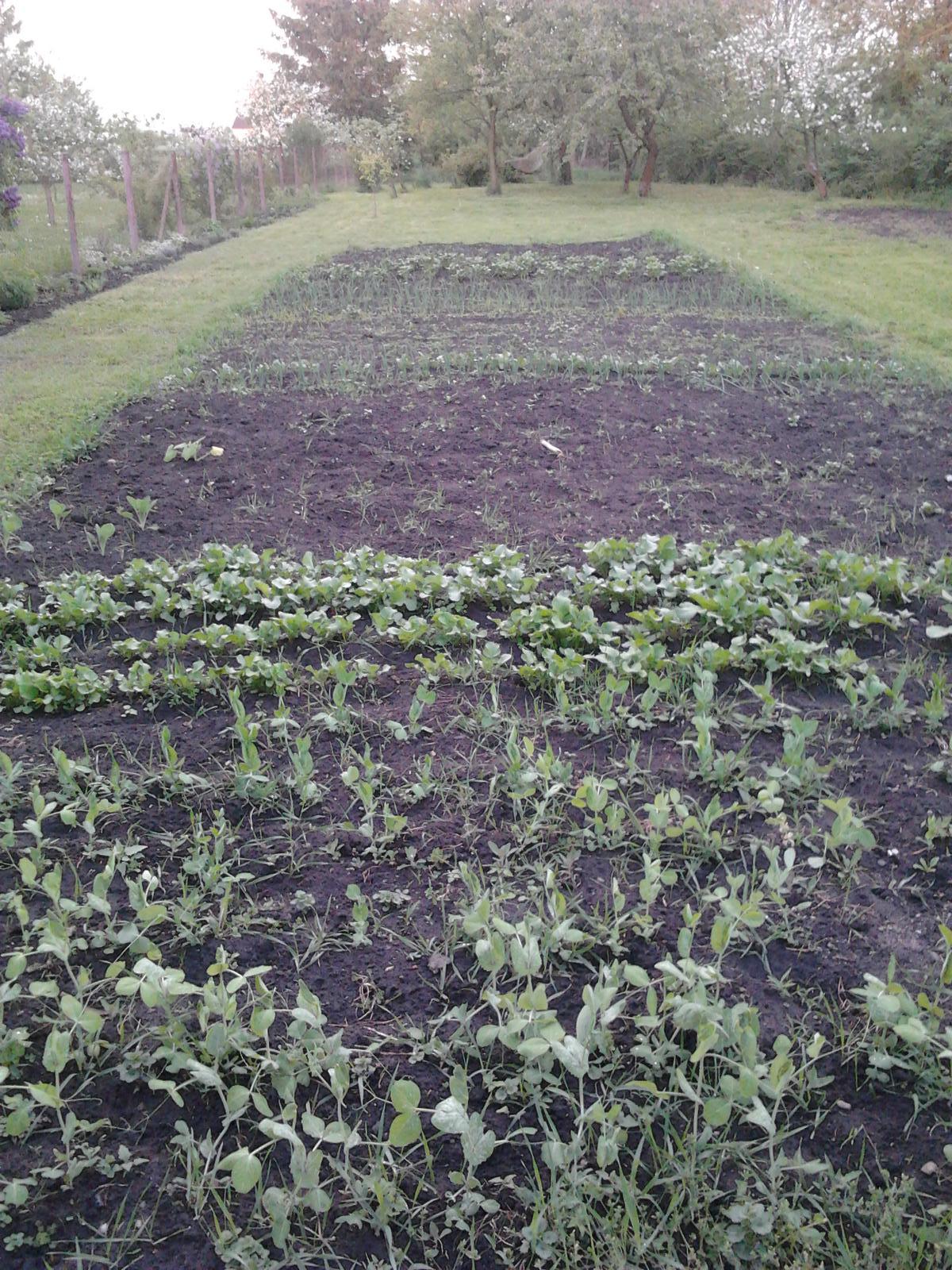 Naše venkovská zahrada - užitkové políčko..ještě chybí rajčata, papriky, okurky, saláty a porek
