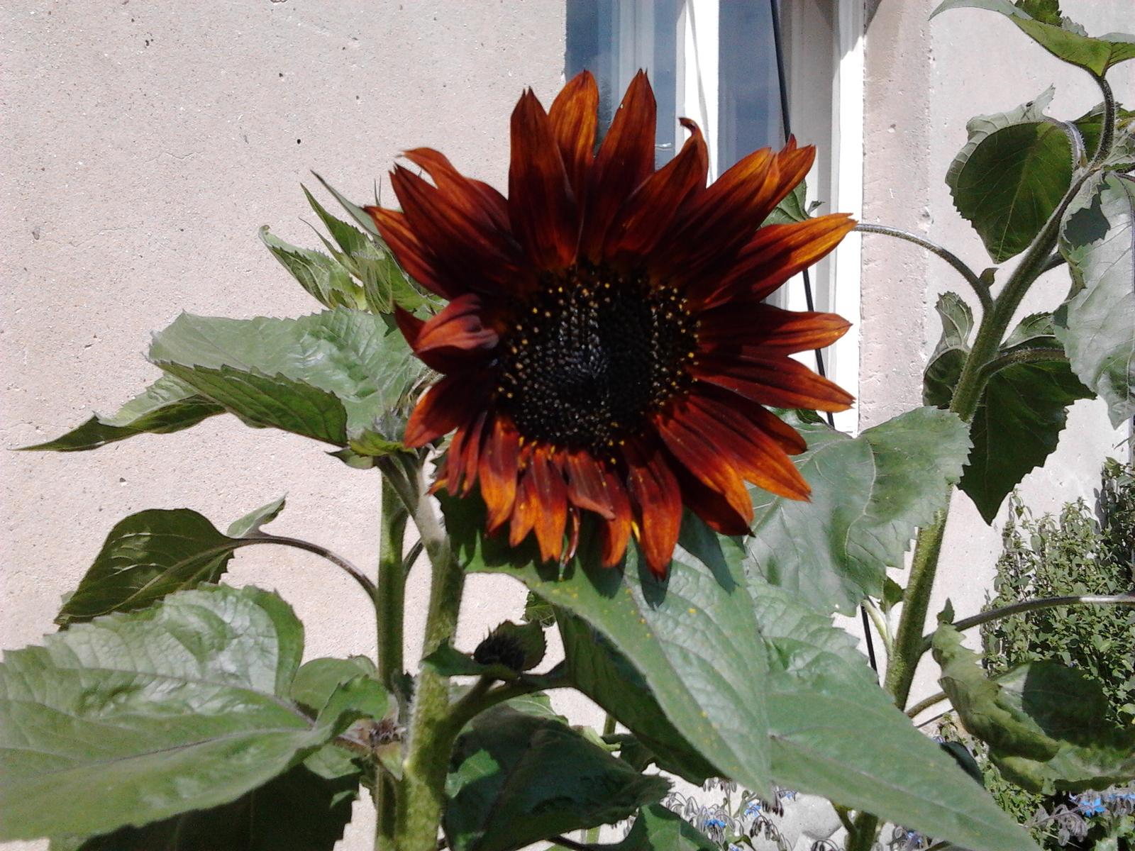 Naše venkovská zahrada - červená slunečnice
