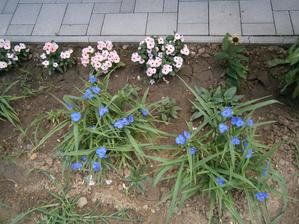 Tradescantia virginiana - ráno stihnem pri nich vypiť kávu - okolo obeda sa zatvárajú :-(((( (Vzadu vinca)