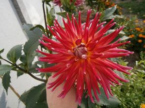 Dalia
