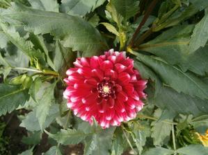 Dalia