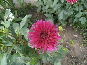 Dalia