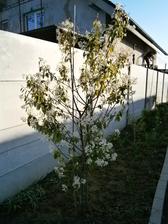 Amelanchier lamarcki - až v treťom roku zakvitol, tak čakám úrodu...