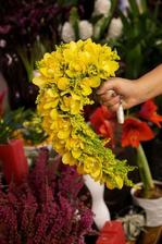 solidago, orchidej, craspedie