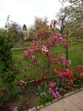 Magnolie.
