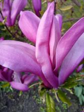 Magnolie.