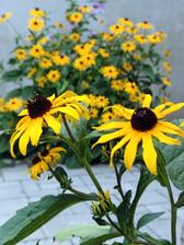 rudbekia