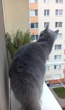 zvedavec...