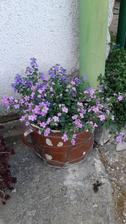 bacopa