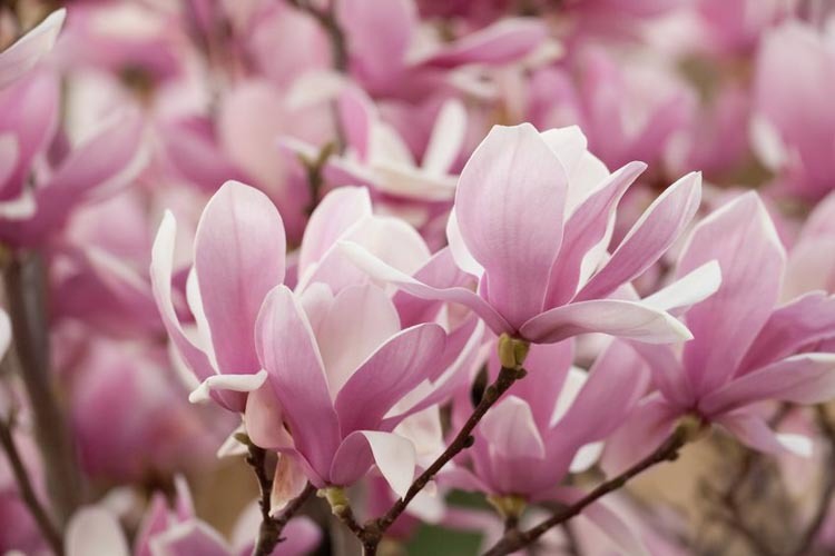 Zahradní plány 2018 - magnolia soulangeana