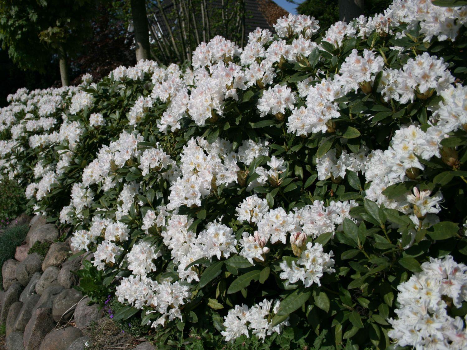 Zahradní plány 2018 - rhododendron cunningham's white