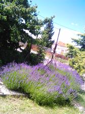 Levandula