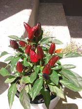 Chilli papricky