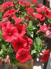 petunia